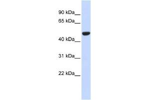 WB Suggested Anti-IDH2 Antibody Titration:  0. (IDH2 抗体  (Middle Region))