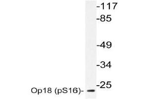 Western blot (WB) analyzes of Op18 antibody in extracts from 293 cells. (Stathmin 1 抗体  (pSer16))