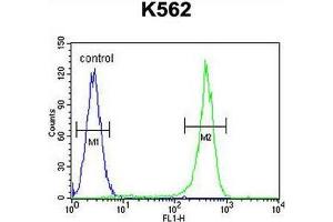 CRFR2 Antibody (D35) flow cytometric analysis of K562 cells (right histogram) compared to a negative control cell (left histogram).