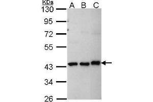 WB Image Sample (30 ug of whole cell lysate) A: A431 , B: H1299 C: Hep G2 , 10% SDS PAGE MKRN1 antibody antibody diluted at 1:1000 (MKRN1 抗体)