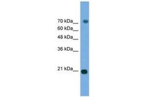Image no. 1 for anti-Mitogen-Activated Protein Kinase 6 (MAPK6) (AA 395-444) antibody (ABIN6746449) (MAPK6 抗体  (AA 395-444))