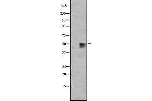 Western blot analysis of GPR12 expression in HEK293 cells ,The lane on the left is treated with the antigen-specific peptide. (G Protein-Coupled Receptor 12 抗体  (C-Term))