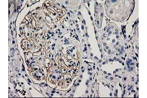 Immunohistochemical staining of paraffin-embedded Human Kidney tissue using anti-PDLIM2 mouse monoclonal antibody. (PDLIM2 抗体)
