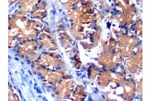 Detection of AFP in Porcine Stomach Tissue using Polyclonal Antibody to Alpha-Fetoprotein (AFP) (alpha Fetoprotein 抗体  (AA 46-210))