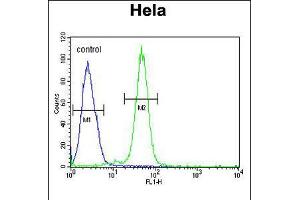 Flow cytometric analysis of Hela cells (right histogram) compared to a negative control cell (left histogram). (AGXT2 抗体  (C-Term))