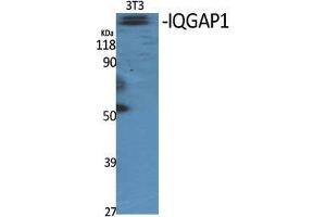 Western Blot (WB) analysis of specific cells using IQGAP1 Polyclonal Antibody. (IQGAP1 抗体  (N-Term))