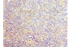 Immunohistochemistry of paraffin-embedded human tonsil tissue using ABIN7168971 at dilution of 1:100 (SRSF4 抗体  (AA 1-180))