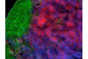 Immunofluorescence (IF) image for anti-CD4 (CD4) antibody (Alexa Fluor 647) (ABIN2657781) (CD4 抗体  (Alexa Fluor 647))