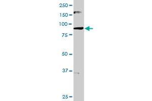 MARK3 MaxPab rabbit polyclonal antibody. (MARK3 抗体  (AA 1-729))