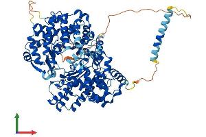 AlphaFold protein structure predicition of Human Recombinant ECEL1 Protein, UniprotID O95672