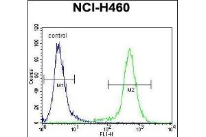 LCN9 Antibody (N-term) (ABIN655673 and ABIN2845139) flow cytometric analysis of NCI- cells (right histogram) compared to a negative control cell (left histogram). (LCN9 抗体  (N-Term))