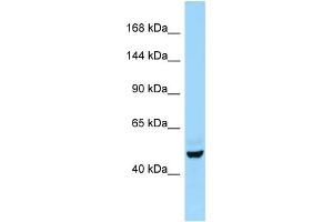 Host:  Rabbit  Target Name:  E2f7  Sample Type:  Rat Testis lysates  Antibody Dilution:  1. (E2F7 抗体  (Middle Region))