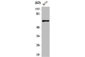 Western Blot analysis of HuvEc cells using ADCK5 Polyclonal Antibody (ADCK5 抗体  (Internal Region))