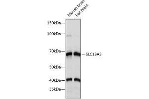 Western blot analysis of extracts of various cell lines, using SLC18 Polyclonal Antibody (ABIN7270410) at 1:1000 dilution.