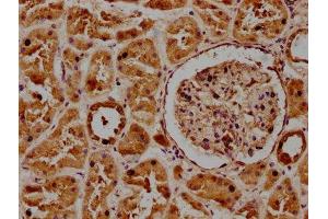 IHC image of ABIN7165879 diluted at 1:300 and staining in paraffin-embedded human kidney tissue performed on a Leica BondTM system.