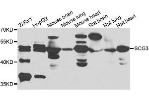 Western blot analysis of extracts of various cell lines, using SCG3 antibody. (SCG3 抗体  (AA 199-468))