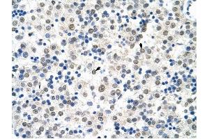 HSP90B1 antibody was used for immunohistochemistry at a concentration of 4-8 ug/ml to stain Hepatocytes (arrows) in Human Liver.