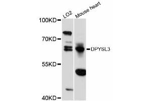 Western blot analysis of extracts of various cell lines, using DPYSL3 antibody (ABIN5997618) at 1:3000 dilution. (DPYSL3 抗体)