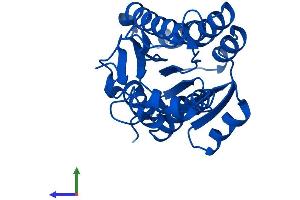 Protein Structure (PS) image for 3-hydroxybutyrate Dehydrogenase, Type 2 (BDH2) (AA 1-245) protein (His tag) (ABIN7559409)