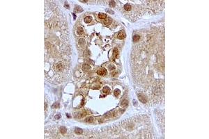 ABIN5539844 (2µg/ml) staining of paraffin embedded Human Kidney. (SGK1 抗体  (C-Term))