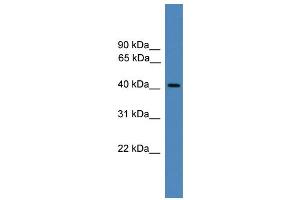 WB Suggested Anti-PSMC6 Antibody Titration: 0.