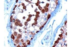 ABIN185185 (10µg/ml) staining of paraffin embedded Human Testis. (TCP1 alpha/CCTA 抗体  (C-Term))