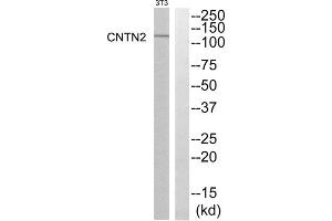 Western blot analysis of extracts from NIH-3T3 cells, using CNTN2 antibody. (CNTN2 抗体  (N-Term))