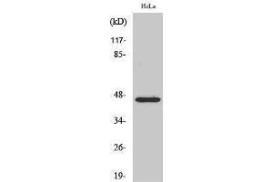Western Blotting (WB) image for anti-Forkhead Box B2 (FOXB2) (Internal Region) antibody (ABIN3184651) (FOXB2 抗体  (Internal Region))