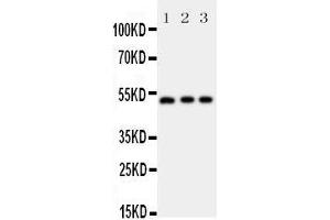Western Blotting (WB) image for anti-Annexin A7 (ANXA7) (AA 445-460), (C-Term) antibody (ABIN3044073) (Annexin VII 抗体  (C-Term))