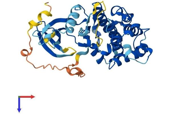 CCRK Protein (AA 1-346) (His tag)