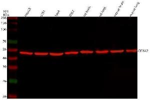 Western blot analysis of eIF4A2 using anti-eIF4A2 antibody (ABIN3043426). (EIF4A2 抗体  (N-Term))