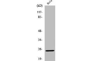 Western Blot analysis of HeLa cells using Cleaved-KLK11 (I54) Polyclonal Antibody (Kallikrein 11 抗体  (Cleaved-Ile54))