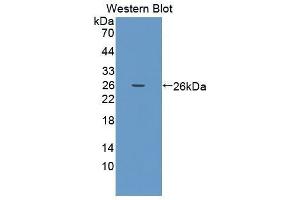 Western Blotting (WB) image for anti-Protease, serine, 1 (Trypsin 1) (PRSS1) (AA 51-228) antibody (ABIN1860325) (PRSS1 抗体  (AA 51-228))