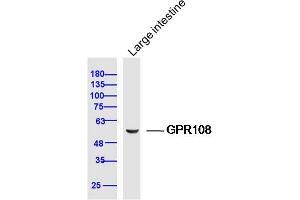 Mouse large intestine lysates probed with GPR108 Polyclonal Antibody, Unconjugated  at 1:300 dilution and 4˚C overnight incubation. (GPR108 抗体  (AA 101-200))