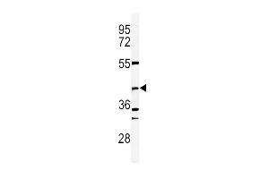 Western blot analysis of DFFB Antibody (N-term) (ABIN653798 and ABIN2843079) in 293 cell line lysates (35 μg/lane).
