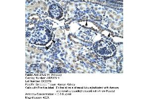 Human kidney (KDM3A 抗体  (C-Term))