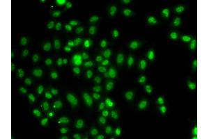 Immunofluorescence analysis of A549 cells using FOXN2 antibody (ABIN5975817). (FOXN2 抗体)