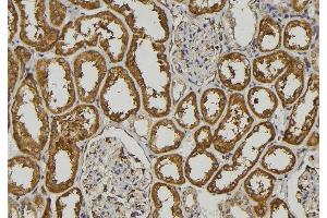 ABIN6273212 at 1/100 staining Human kidney tissue by IHC-P. (COLEC11 抗体  (C-Term))