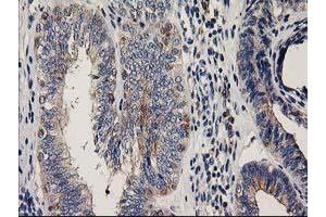 Image no. 1 for anti-Coiled-Coil-Helix-Coiled-Coil-Helix Domain Containing 5 (CHCHD5) antibody (ABIN1497488) (CHCHD5 抗体)
