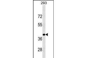 KLF15 Antibody (C-term) (ABIN1537214 and ABIN2849637) western blot analysis in 293 cell line lysates (35 μg/lane). (KLF15 抗体  (C-Term))