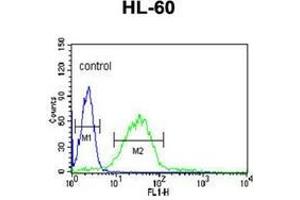 Flow cytometric analysis of HL-60 cells using LIPE Antibody (C-term) Cat. (LIPE 抗体  (C-Term))