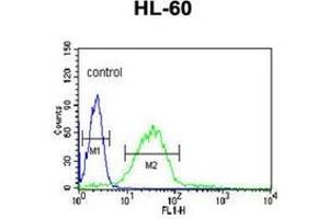 Flow cytometric analysis of HL-60 cells using LIPE Antibody (C-term) Cat. (LIPE 抗体  (C-Term))