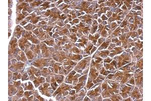 IHC-P Image BPNT1 antibody [N1C3] detects BPNT1 protein at cytosol on mouse pancreas by immunohistochemical analysis. (BPNT1 抗体)