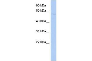 WB Suggested Anti-CHRNA3 Antibody Titration: 0. (CHRNA3 抗体  (N-Term))