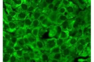 Immunocytochemistry/Immunofluorescence analysis using Mouse Anti-Hsp90 Monoclonal Antibody, Clone 4F3. (HSP90 抗体)