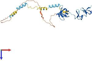 LASP1 Protein (AA 1-263) (His tag)