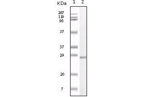 Western Blotting (WB) image for anti-S100 Calcium Binding Protein A1 (S100A1) (truncated) antibody (ABIN2464101) (S100A1 抗体  (truncated))