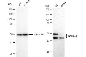 Western blotting analysis using GSK3 alpha/beta antibody (ABIN7798778). (Recombinant GSK3 alpha/beta 抗体)