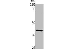 Western Blotting (WB) image for anti-Wingless-Type MMTV Integration Site Family, Member 16 (WNT16) (Internal Region) antibody (ABIN7188420)