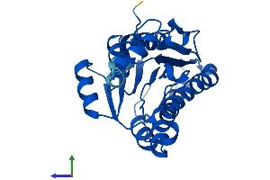Protein Structure (PS) image for Carbonyl Reductase 2 (CBR2) (AA 1-244) protein (His tag) (ABIN7562758)